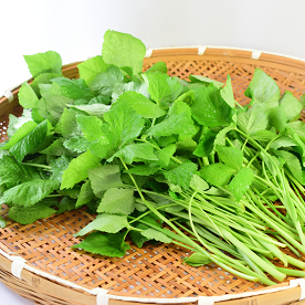 三つ葉は冷凍で鮮度を保とう! 長持ちさせる保存方法とコツを解説