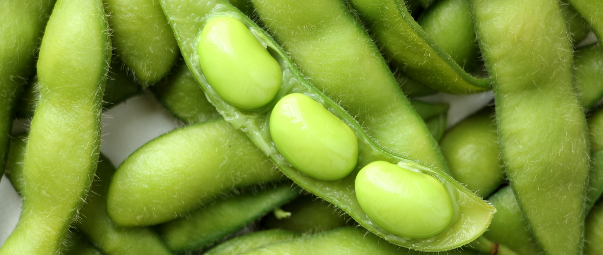 枝豆の基礎知識