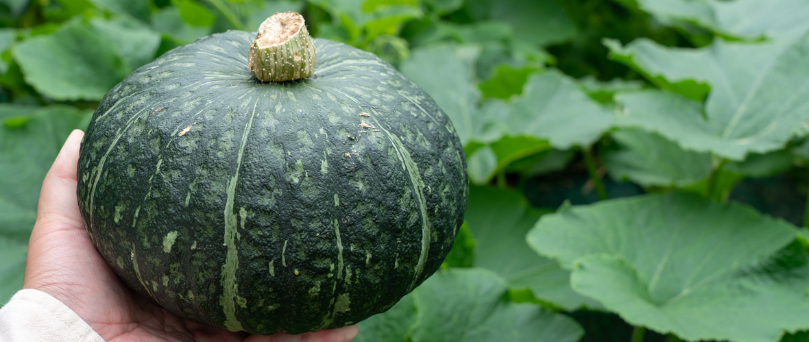 カボチャの選び方のポイント