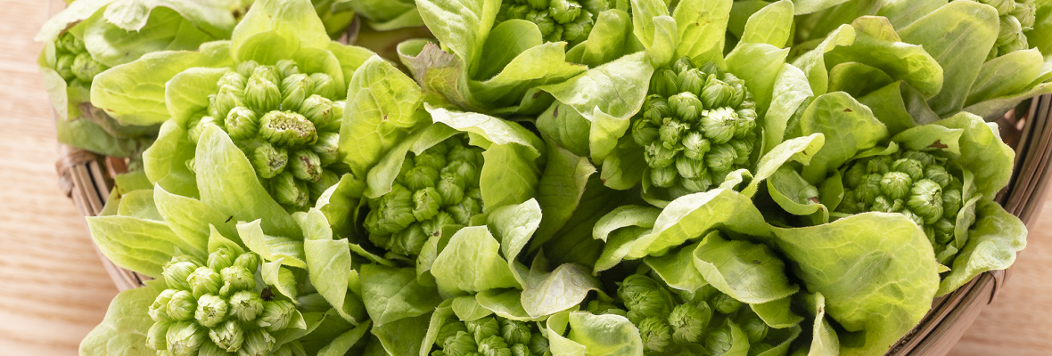 春の代表的な味覚! ふきのとうのおいしい食べ方