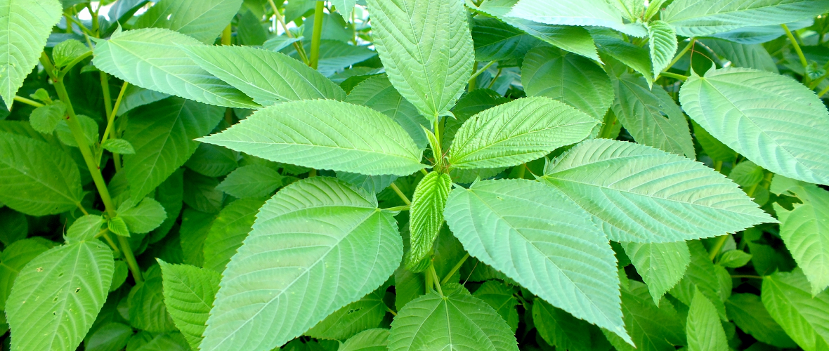 モロヘイヤってどんな野菜?