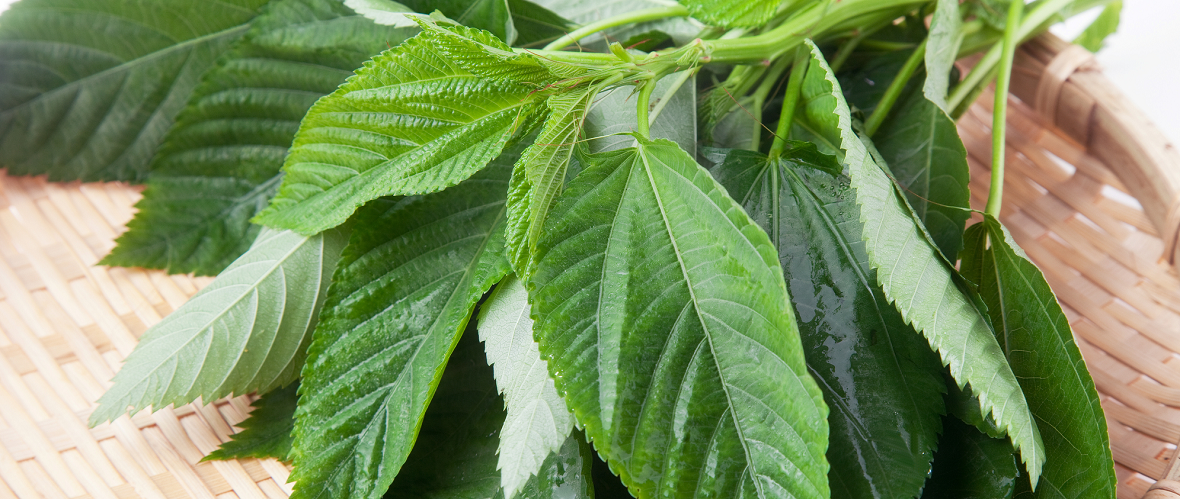 鮮度の良いモロヘイヤの選び方