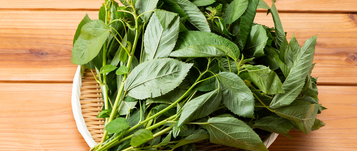 モロヘイヤでおいしく栄養を摂取しよう