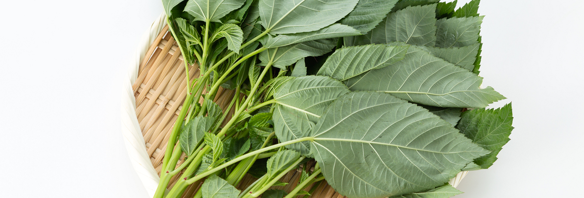 栄養豊富なモロヘイヤを料理に生かそう! 保存方法や食べ方のコツ