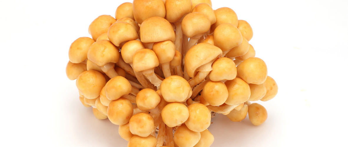 新鮮でおいしいなめこの選び方